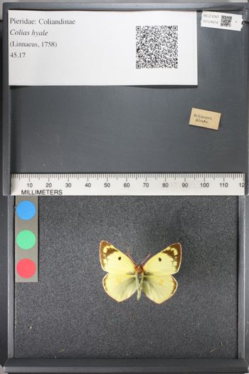 Media type: image;   Entomology 124674